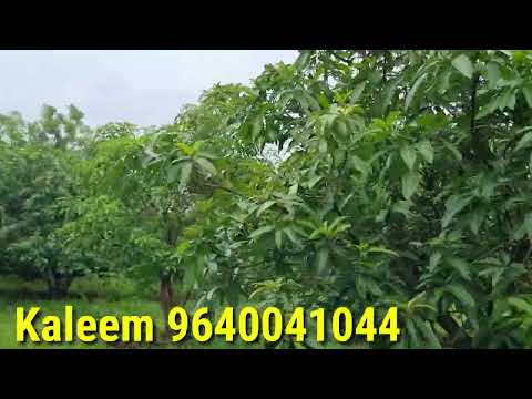 #NH65 #1KM #lavani #patta #mango #farmhouse #forsale 50 #lacks #lumsum #sangareddy #kohir 9640041044