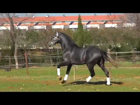 ONIO FANTASTIC PRE HORSE FOR FEI DRESSAGE POTENTIAL / FOR SALE