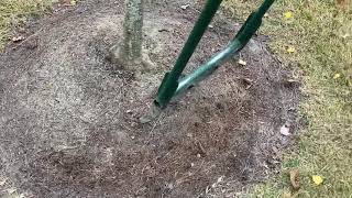 Fixing compacted soil around poorly planted trees.