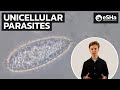 Microscopic Fecal Examination Unicellular Parasites PART 2