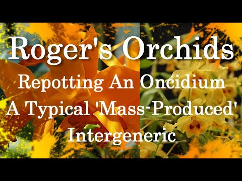 Repotting An Oncidium - A Typical 'Mass-Produced' Intergeneric
