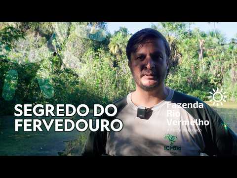 Como funciona um fervedouro? Ciência e conservação em Mambaí
