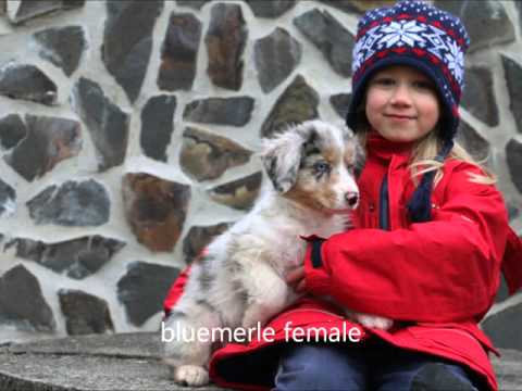 aussies puppy2016 02