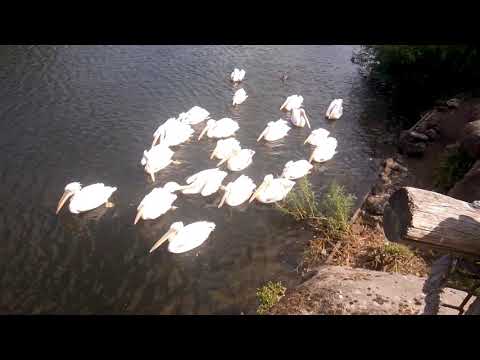 Пелікани у AviFauna