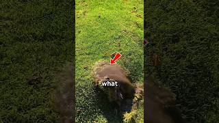 Download lagu Why Is This Grass… Bubbling Like That? 🌿😱 mp3