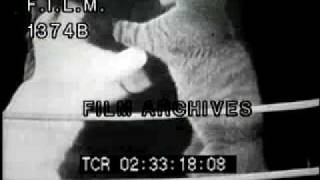 Cats Boxing (stock footage / archival footage)