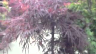 How to pick the best Japanese maple for your garden