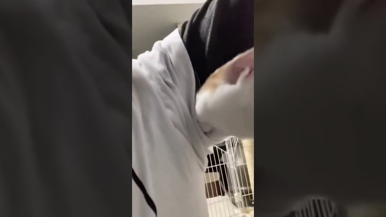 Watch Gato huele axila y queda impactado Now Gato huele axila y queda impactado