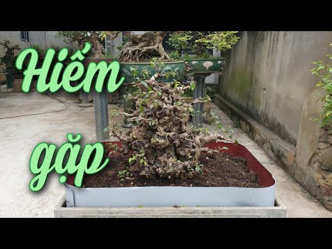 SH.5703. Phôi Sanh này quả là hiếm gặp. Đth liên hệ 09.4546.2828.