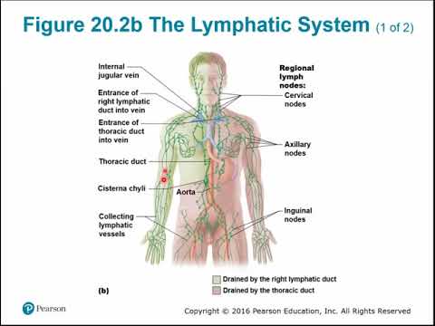 Chapter 19 - Lymphatic System