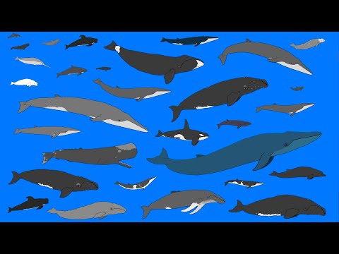 Whales and Dolphins - Animated Size Comparison - What is the largest whale? (NEW)