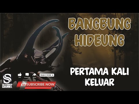 BANGBUNG HIDEUNG  PERTAMA KELUAR