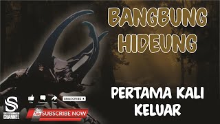 Download lagu BANGBUNG HIDEUNG  PERTAMA KELUAR mp3