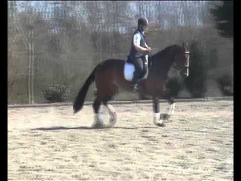 4j. Westfalen Stute von Rock Forever x Ferragamo