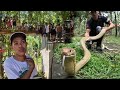 PINAGTULUNGAN PANG HULIHIN DAHIL SA BANGIS AT LAKI NG KING COBRA
