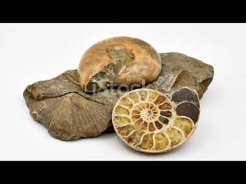 Gabon's Riverine Ecosystems: Exploring Aquatic Habitats #animal2024 #wildlife