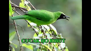 Download lagu SUARA PIKAT CUCAK IJO RIBUT, SUARA ASLI CUCAK IJO COCOK UNTUK MIKAT DI DALAM HUTAN mp3 Download lagu SUARA PIKAT CUCAK IJO RIBUT, SUARA ASLI CUCAK IJO COCOK UNTUK MIKAT DI DALAM HUTAN mp3