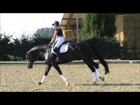 SOLD: FIONETTA*2009 by Duino-Fürst Heinrich, placed up to L