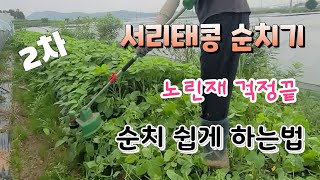 서리태콩 2차 순치기 쉽게  하는법 노린재 잡는 포획기 서리태콩 순치기 시기는