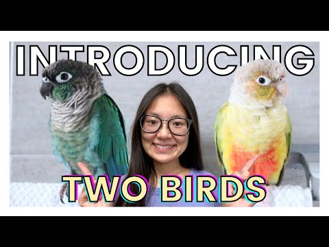HOW TO INTRODUCE TWO BIRDS | Getting Two Birds to Get Along (Green Cheek Conures)