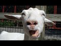 Screaming Goats Compilation