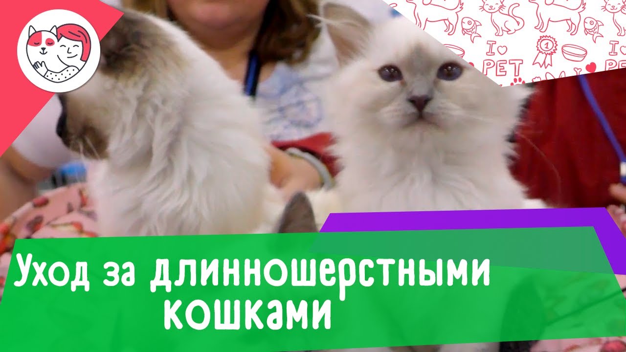 5 особенности ухода за длинношерстными кошками