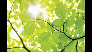 Alaala ay Ikaw Lyrics - Eddie Peregrina