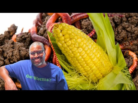 Can I Feed A Worm Bin CORN On The COB