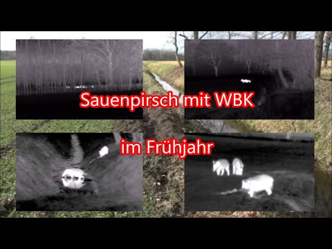 Sauenpirsch mit WBK im Frühjahr
