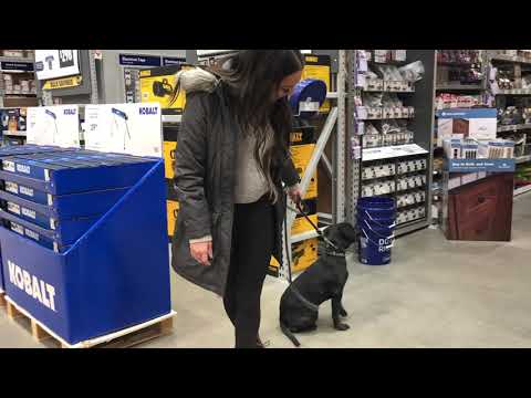 Complete Canine Training video.