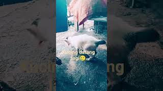 Download lagu Udah ga kuat lagi merasa lapar#cat mp3