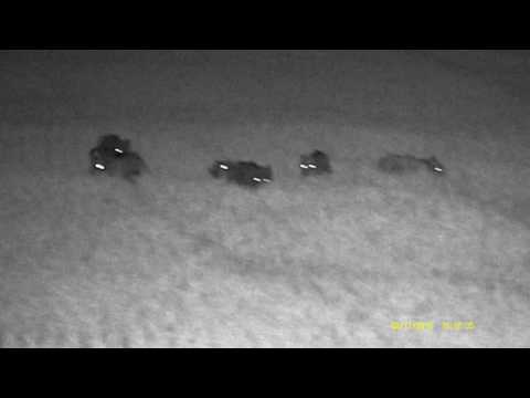 Dziki Pard 008 tikka t3x 6,5x55se wild boar hunting