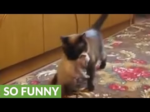 download lagu mp3 mp4 Bad Black Mothers On White Teen Loves Kitty Films, download mp3 Bad Black Mothers On White Teen Loves Kitty Films free downloadn, video klip Bad Black Mothers On White Teen Loves Kitty Films