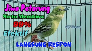 Download lagu siulan Sirtu cipow memanggil betina Sirtu Manapun Akan Terpancing bunyi#sirtugacor @srfchannel3881 mp3