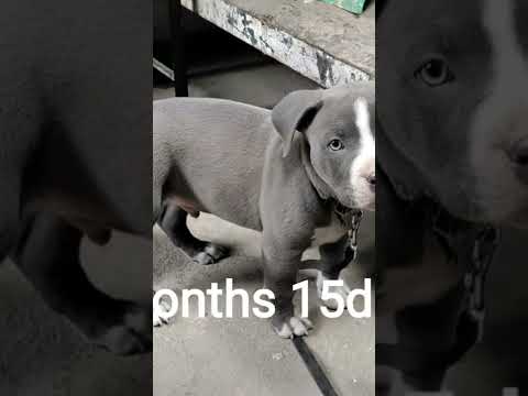 Journey till now #shorts #subscribe #like #love #pitbull