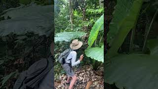 Download lagu Borneo Rainforest #travel #explore #nature mp3 Download lagu Borneo Rainforest #travel #explore #nature mp3