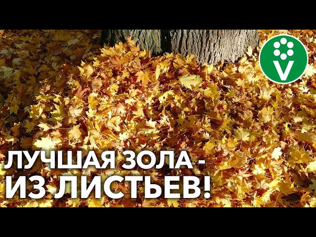 ЦЕННЕЙШЕЕ УДОБРЕНИЕ У ВАС ПОД НОГАМИ! В золе из листьев больше КАЛИЯ, чем в любой другой!