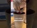 Cats Takeru Kitten Cutecat