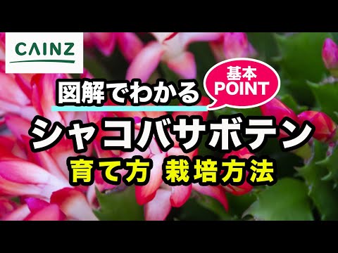 イースターサボテン 植物
