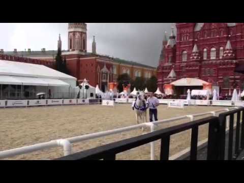 Tersk Stud stallions on the Red Square in Moscow.