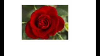 Red Red Rose, Robert Burns - Music by Noel Alexander