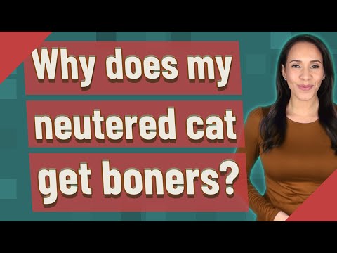 Why does my neutered cat get boners?