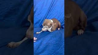 Video preview image #1 Chihuahua Puppy For Sale in Cuba, NY, USA