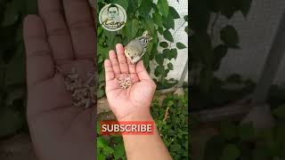 Download lagu I didn't expect the Sirtu bird that was lured to be this tame. mp3