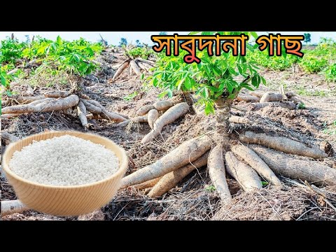 See what sabudana is being made with. Sabudana Making Process In Food Factory | How It's Made