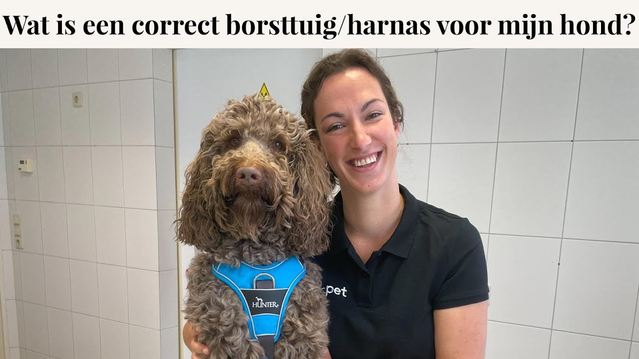 Wat is een correct borsttuig/harnas voor je hond | Instructievideo