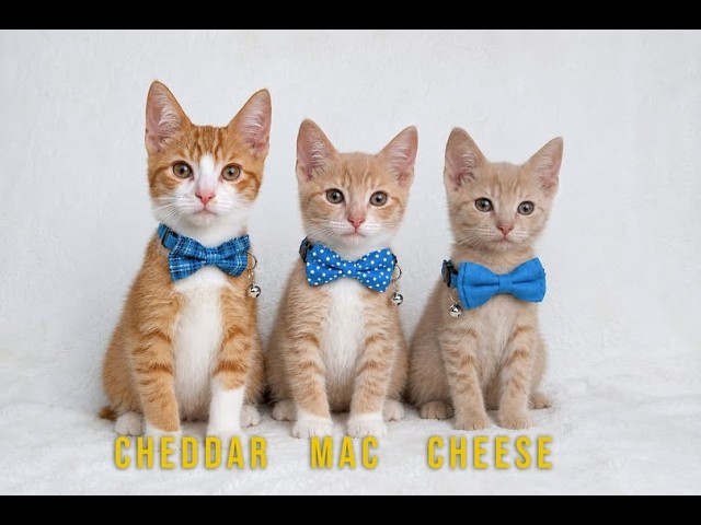Live webcam view of Rescue Kitten Cam — Barn Cats
