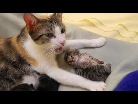Dramatic Cats Being Moms For The First Time 😹🐱💞