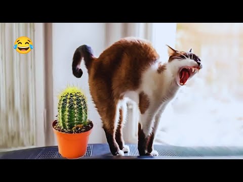 You Laugh You Lose 😂 Funniest Cats and Dogs 2026 😅 Part 6