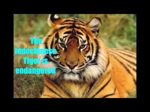 20 Endangered Wild Cats